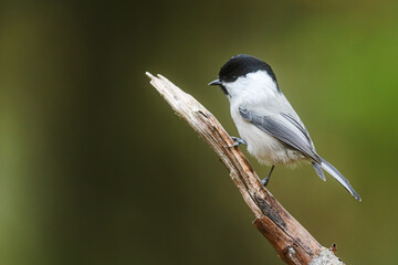 Naklejka premium Poecile montanus willow tit clinging to slender branch against dark forest background