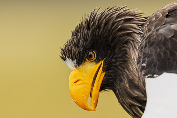 Haliaeetus pelagicus Stellers Sea Eagle screaming portrait showing raised head feathers detail