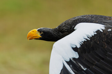 Haliaeetus pelagicus Stellers Sea Eagle close flight portrait showing beak and wing