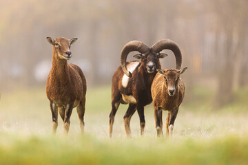 Ovis orientalis musimon European Mouflon family walking forward through soft morning mist