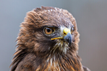 Buteo buteo Common Buzzard intense portrait showing detailed brown feathers and eye