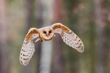 Tyto alba Barn Owl flying forward with open beak in forest background