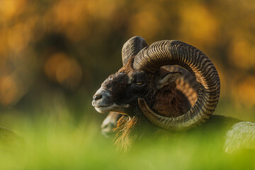 Two dominant Mouflon Ovis orientalis musimon rams standing beneath colorful autumn foliage
