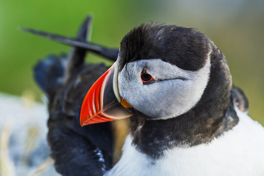 Atlantic Puffin Fratercula arctica preening feathers on rock beside calm sea morning - Powered by Adobe