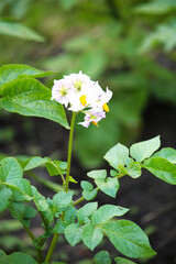 Blooming potato plants growing on an agricultural field under natural light, showcasing healthy green foliage and white flowers. Perfect for illustrating farming, crop production and sustainable agric