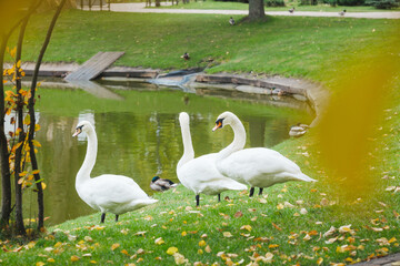 Three white swans standing by a calm lake with green grass and autumn leaves