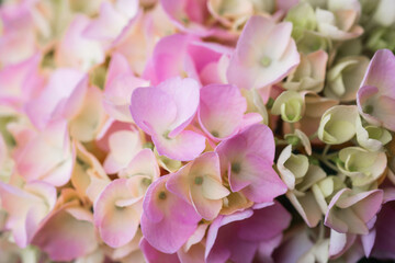 Obraz premium macro floral background of pink hydrangea petals – ideal for wallpapers, fabric design, or romantic aesthetic compositions.