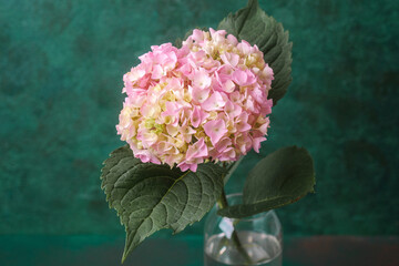 Single hydrangea flower in vase against rich green backdrop &ndash; perfect for minimalistic design, floral cards, or home decoration themes.