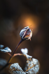 A frozen rose in winter dusk