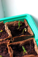 First pepper sprouts emerging from peat pots, showing early plant development and eco-friendly seed starting. Ideal for themes of sustainable agriculture, eco-farming, gardening and crop cultivation.