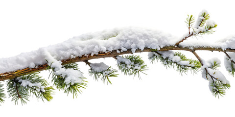 tree branch covered with snow isolated on white background ,PNG.AI Generated.