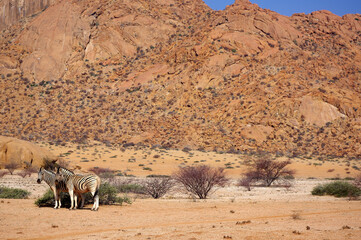 Naklejka premium Zèbres au Spitzkoppe, Namibie