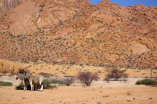  Z&egrave;bres au Spitzkoppe, Namibie