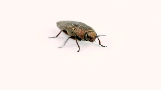 Macro Photography of Elongated Metallic Wood-Boring Beetle, Likely Buprestis Species