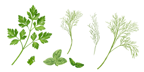 Green sprigs of dill, parsley, and basil. Watercolor digital illustration. Culinary herbs and spices isolated on background. Suitable for recipes, menus, cookbooks, and farmers' market banners.