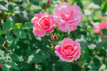 Beautiful pink roses blooming in a garden during springtime sunlight