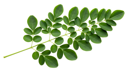 Fresh green moringa leaves branch isolated on transparent background