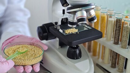 A scientist examines samples of millet porridge under a microscope in a laboratory setting using...