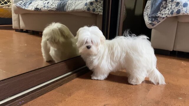 Maltese puppy barks at its reflection in the mirror. Self-recognition behavior. Dog, mirror test. Exploratory reaction of puppy.