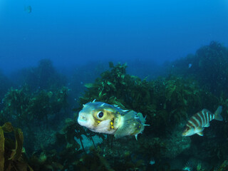 New Zealand puffer fish swimming above Ecklonia kelp forest. Location: Leigh New Zealand