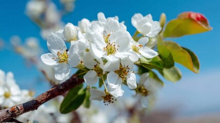 Delicate white flowers bloom on a crabapple tree, creating a stunning contrast against the bright blue sky. The scene radiates the joy of spring and nature's renewal