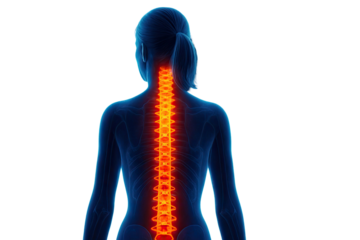Detailed medical illustration of human spinal column showing highlighted vertebrae and nerve pathway in transparent anatomical view isolated on white background