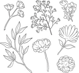 The ultimate bundle of 70+ diverse hand-drawn botanical line art elements. Featuring detailed wildflowers, stylized stems, leaves, and abstract berries. Perfect for large-scale projects like branding.