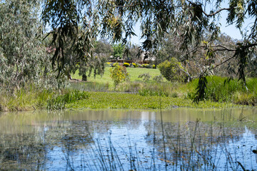 A peaceful wetland at Lollypop Creek in Wyndham Vale, Australia, featuring calm water, reeds, and native eucalyptus trees, with suburban houses in distant. Concept of suburban nature, conservation