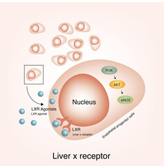 Activating the hepatic X receptor on the nucleus of endothelial progenitor cells can activate PI3K Akte NOS signaling pathway and repair the injured vascular endothelium.
