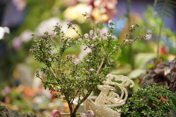 flowers in the garden