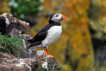 close-up view of an Atlantic or Common Puffin in the East Fjords of Iceland