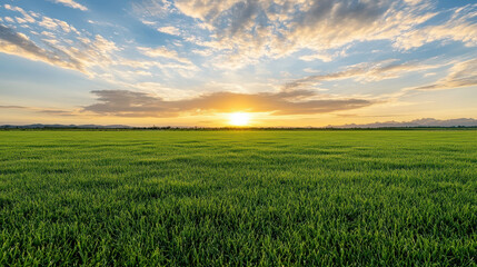 Obraz premium Lush green field at sunrise with dramatic cloudscape and warm light