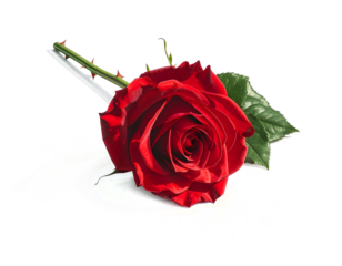 A single beautiful red rose blossom with a romantic petal and green leaf is isolated on a Transparentbackground as a floral gift for a Valentine anniversary or a symbol of love and nature