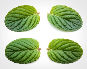 Four fresh green mint leaves arranged on a white background