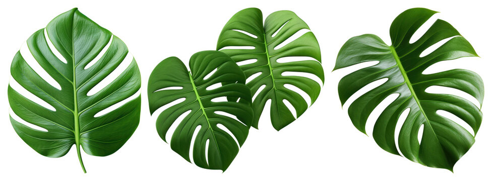 PNG Vibrant tropical monstera leaves, element set on transparent background