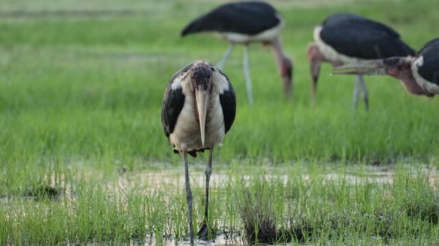  A colony of Marabou storks searching for a meal