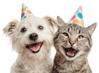 Happy dog and cat wearing colorful polka dot party hats together isolated on transparent background