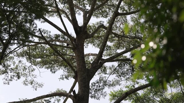 View of tall trees and canopy providing shade over an agroforestry coffee plot in a tropical environment.