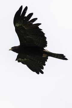 Aerial view of a black eagle soaring against the pale sky, wings outstretched, a silhouette of freedom, Black eagle, Thimphu, Bhutan.