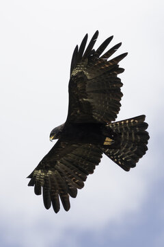 Aerial view of a black eagle soaring against a pale sky, its textured feathers spread wide, Black eagle, Thimphu, Bhutan.