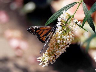 Monarch butterfly (Danaus plexippus) a milkweed butterfly with black, orange, and white pattern on wings perched on butterfly-bush (buddleja)