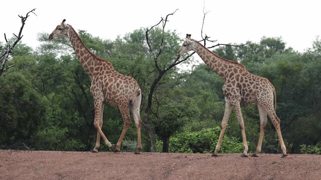  A giraffe bull sniffing he giraffe cow