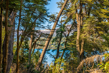 Fototapeta premium Arrayanes Trail, Lake Moreno West, Bariloch, Rio Negro Province, Argentine Patagonia.
