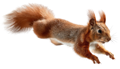 Energetic red squirrel with a bushy tail leaping gracefully in midair isolated on transparent background
