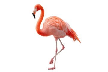 Pink flamingo standing on one leg with bright vibrant feathers and a long elegant neck isolated on transparent background