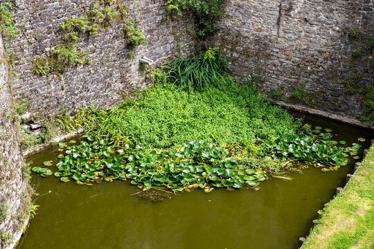 V&eacute;g&eacute;tation luxuriante poussant dans l'eau qui se trouve dans les douche d'un vieux ch&acirc;teau.