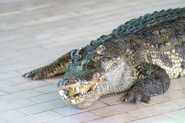 A large saltwater crocodile with its mouth open, revealing sharp teeth. The scaly reptile rests on a tiled surface, with its textured skin and powerful limbs clearly visible. Natural light.