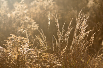 Fototapeta premium meadow grass in the rays of the sun