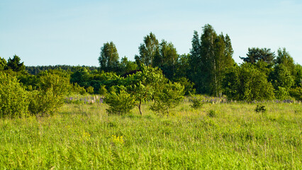 Fototapeta premium summer landscape, in the photo meadow, trees and blue sky