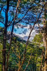 Arrayanes Trail, Lake Moreno West, Bariloch, Rio Negro Province, Argentine Patagonia.